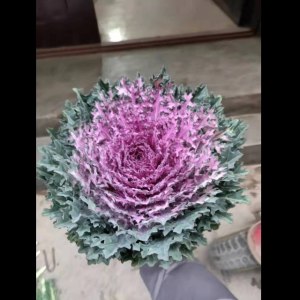 齿边紫色叶牡丹
