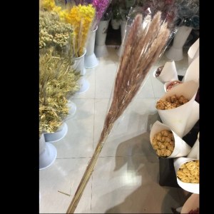 咖啡色小芦苇干花