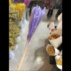 紫色小芦苇干花