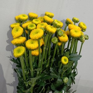 小菊柠檬黄
