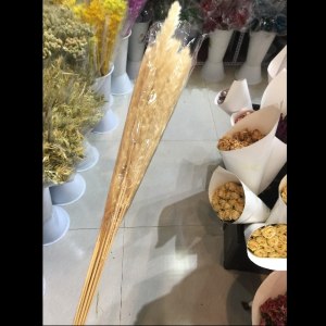 米白色小芦苇干花