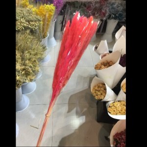 红色小芦苇干花