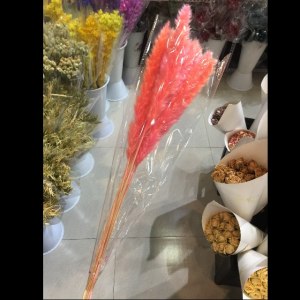 桃红色小芦苇干花