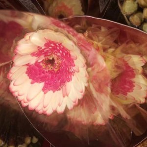 美满非洲菊