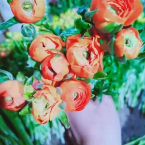 洋牡丹-橙色