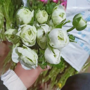洋牡丹-白色