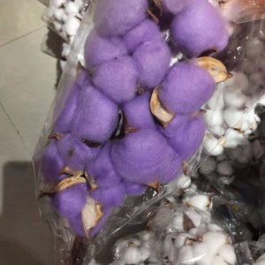 棉花单头-紫色 (若干枝/扎)