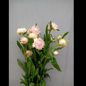 麦秆菊浅粉