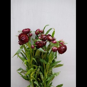 麦秆菊紫色