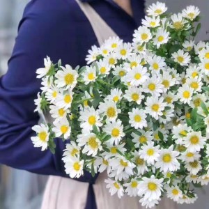 迷你菊-白色