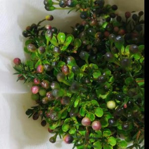 平头腊梅绿色