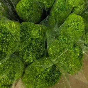 绿毛球