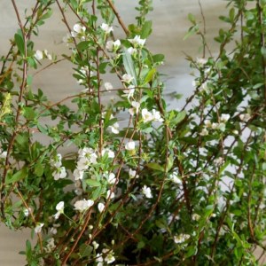 雪柳花