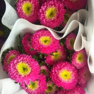 翠菊-玫红色