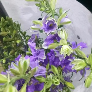 千鸟飞燕--紫色