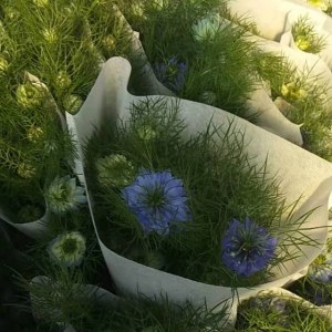 黑种草--蓝色