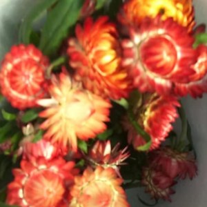 麦秆菊--红色