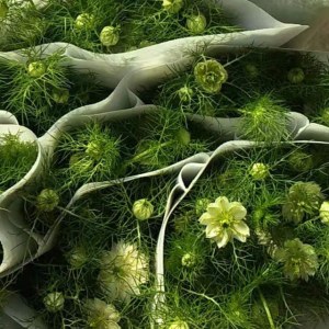黑种草--白色