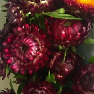 麦秆菊--深红色