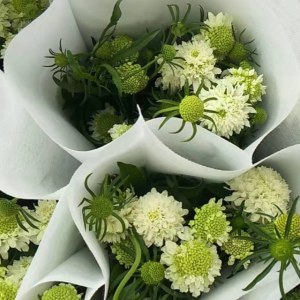 松虫草--白色