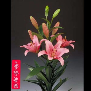 布林迪西多头百合
