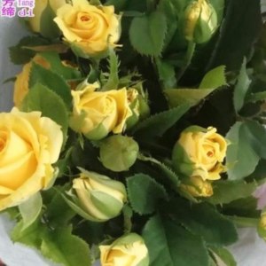 多头金香玉