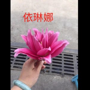 重瓣依琳娜