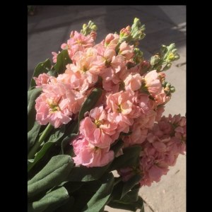 香槟紫罗兰