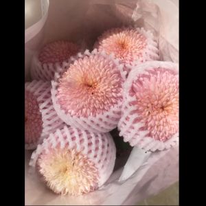 乒乓菊浅粉色