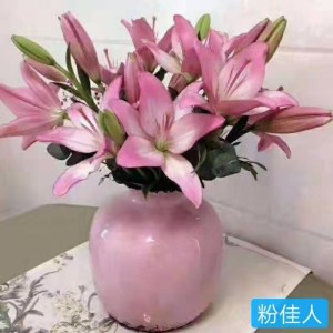 粉佳人-90cm