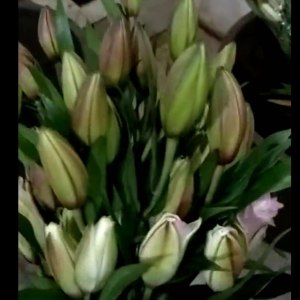 重瓣粉色依莎贝拉3头