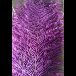 永生蕨叶-紫色 (10枝/扎)