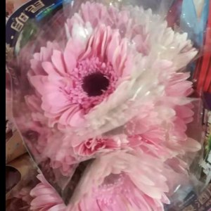 国色非洲菊