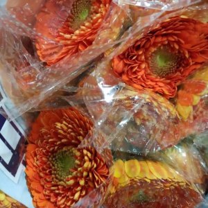 橙色重瓣非洲菊