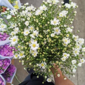 孔雀草白色