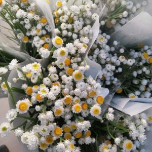 银包菊