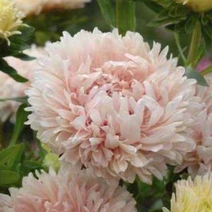 相思菊-香槟色