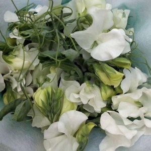 豌豆花