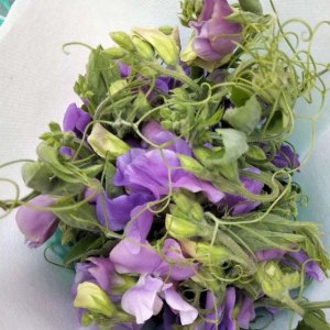 豌豆花