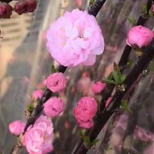 榆叶梅