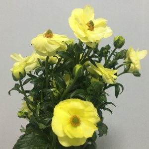 蝴蝶牡丹-黄色