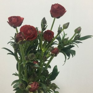 蝴蝶牡丹-红色