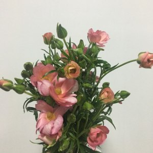 蝴蝶牡丹-玫红