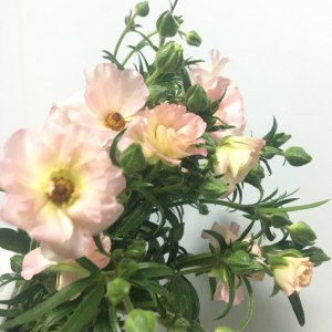 蝴蝶牡丹-粉色