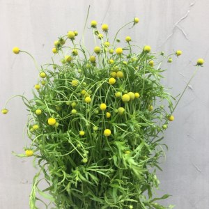 小香球