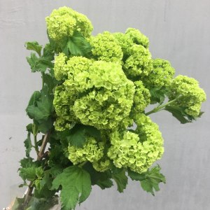 木绣球
