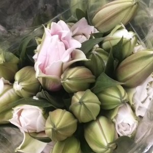 重瓣伊莎贝拉多头