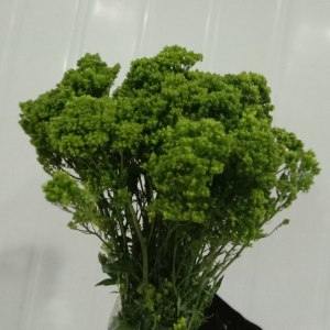 绿色夕雾草
