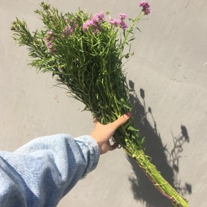 混搭蜂室花(颜色随机)