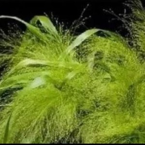 喷泉草